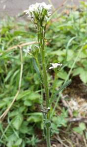 Hairy Rock-cress