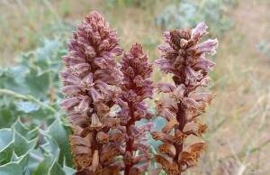 Common Broomrape