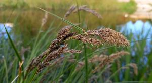 Greater Tussock Sedge