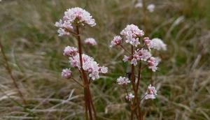 Marsh Valerian