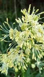 Common Meadow-rue