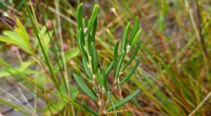 Bog Rosemary