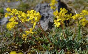 Hoary Rock-rose