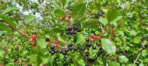 Alder Buckthorn