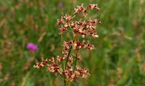 Sharp-flowered Rush