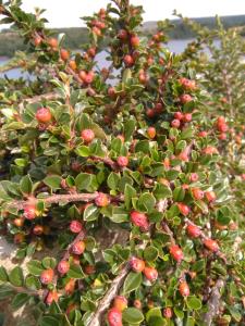 Bearberry Cotoneaster