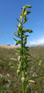 Dune Helleborine