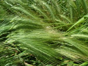 Six-rowed Barley