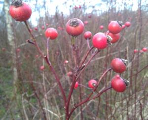 Southern Downy Rose