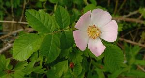 Glaucous Dog Rose