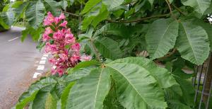 Red Horse Chestnut