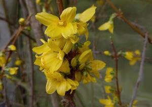 Border Forsythia