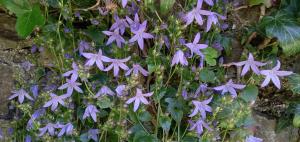 Trailing Bellflower