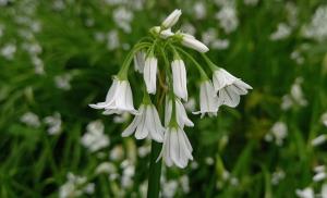 Three-cornered Garlic