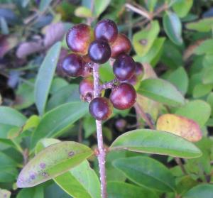 Wild Privet