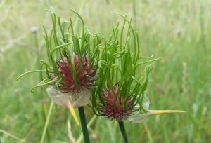 Crow Garlic