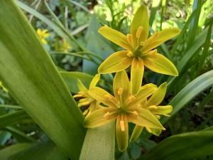 Yellow Star of Bethlehem