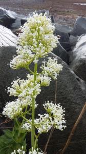 White Valerian