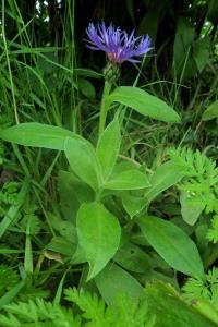 Perennial Cornflower