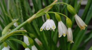 Summer Snowflake