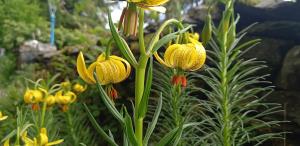 Pyrenean Lily