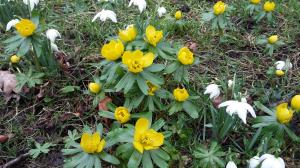 Winter Aconite