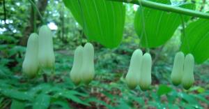 Garden Solomon's Seal