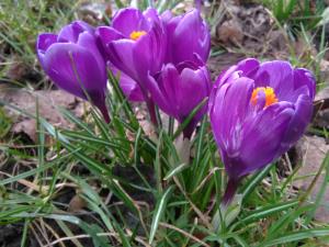 Spring Crocus