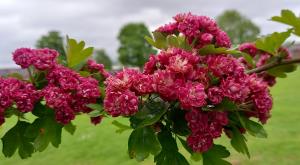 Midland Hawthorn