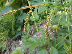 Wood Sedge