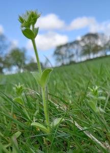 Sticky Mouse-ear