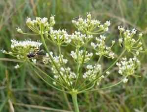 Burnet-saxifrage