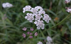 Upright Hedge Parsley