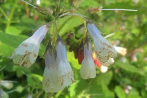 Russian Comfrey