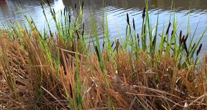 Lesser Pond Sedge