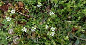 Thyme-leaved Sandwort