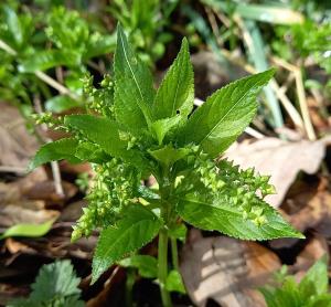 Dog's Mercury