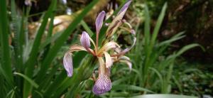 Stinking Iris