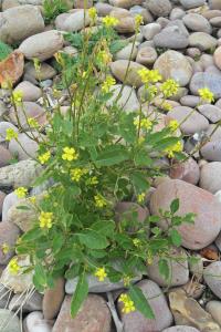 Black Mustard