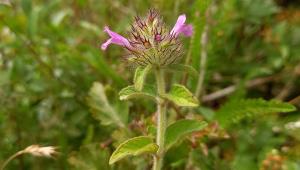 Wild Basil