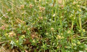 Fen Bedstraw