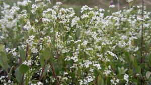 Marsh Bedstraw