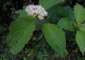 Common Dogwood