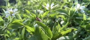 Three-nerved Sandwort