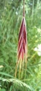 Barren Brome Grass