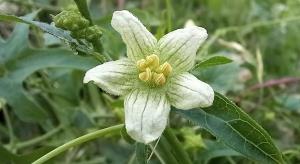 White Bryony