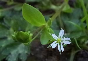 Bog Stitchwort