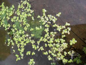 Common Duckweed