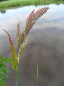 Creeping Soft-grass