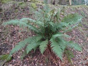 Golden-scaled Male Fern